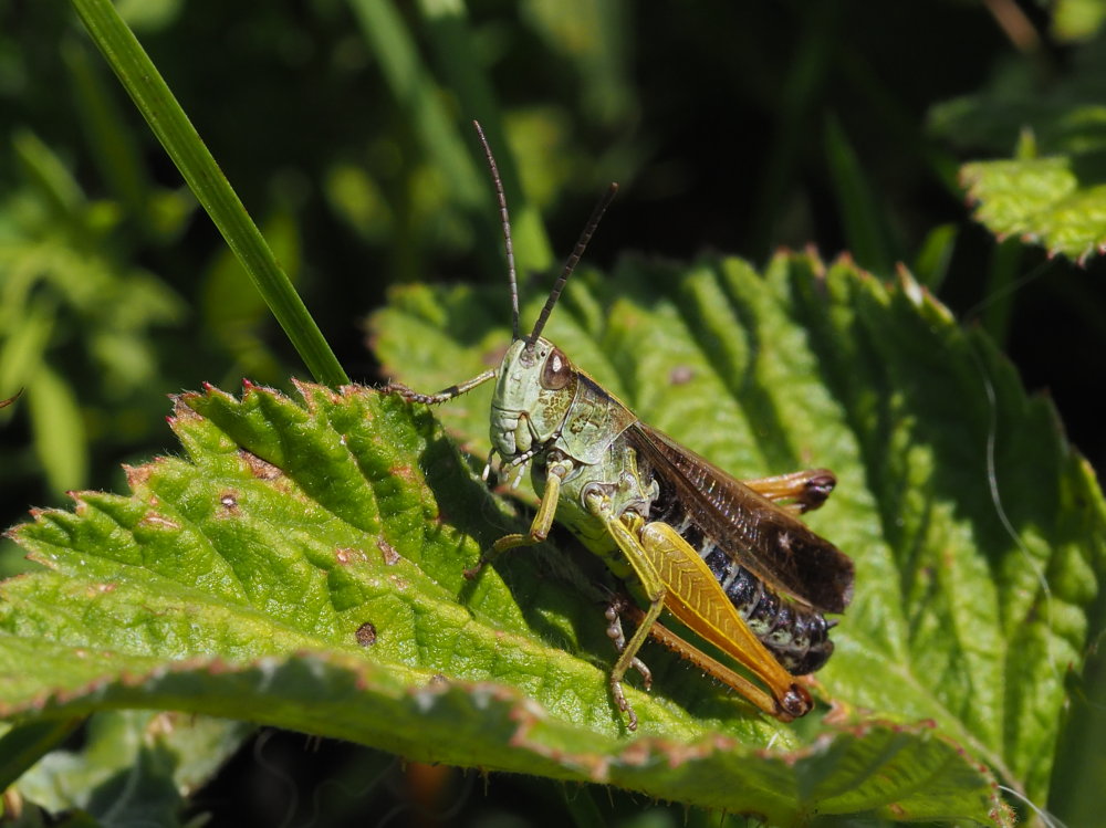 Stauroderus scalaris?  No, Omocestus viridulus