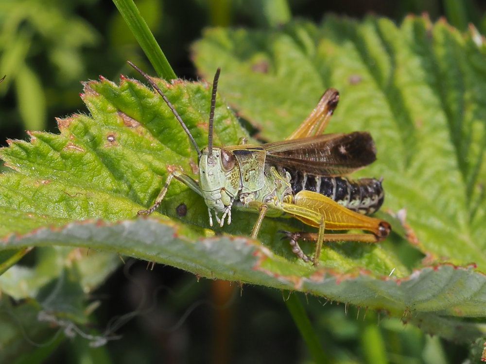 Stauroderus scalaris?  No, Omocestus viridulus