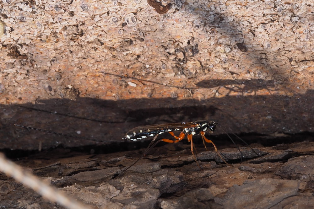 Rhyssa persuasoria