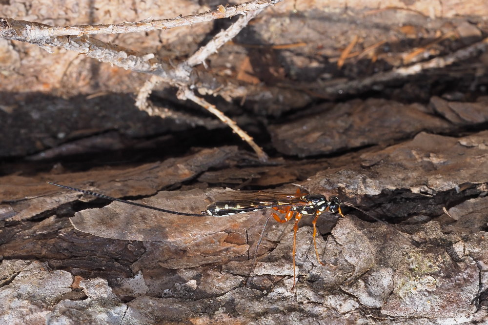 Rhyssa persuasoria