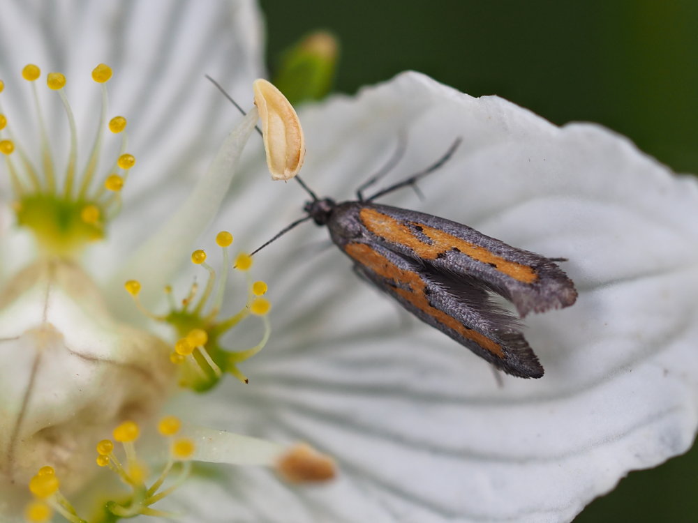 Ochromolopsis ictella - Epermeniidae