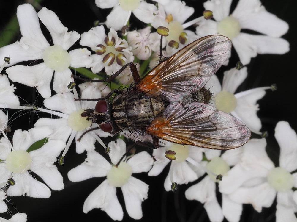 Muscidae: cfr. Phaonia sp.