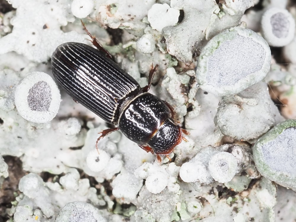 Aphodiidae: Pleurophorus caesus? S.