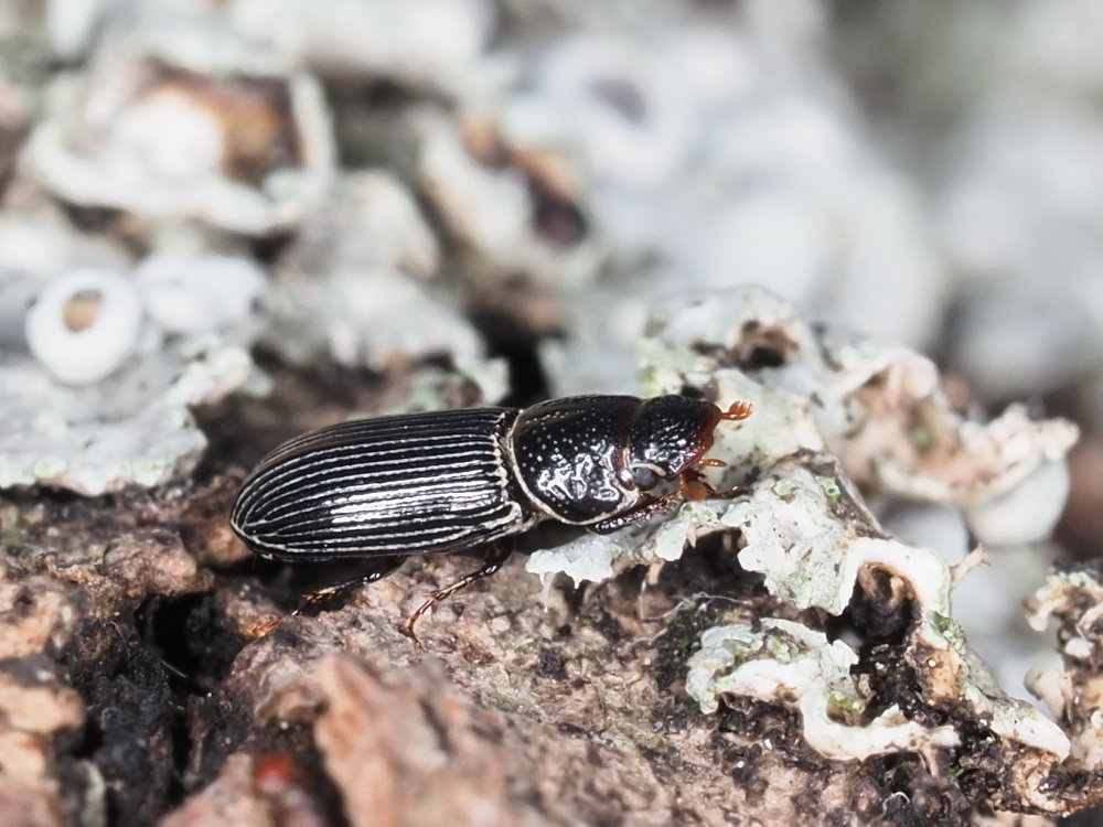 Aphodiidae: Pleurophorus caesus? S.