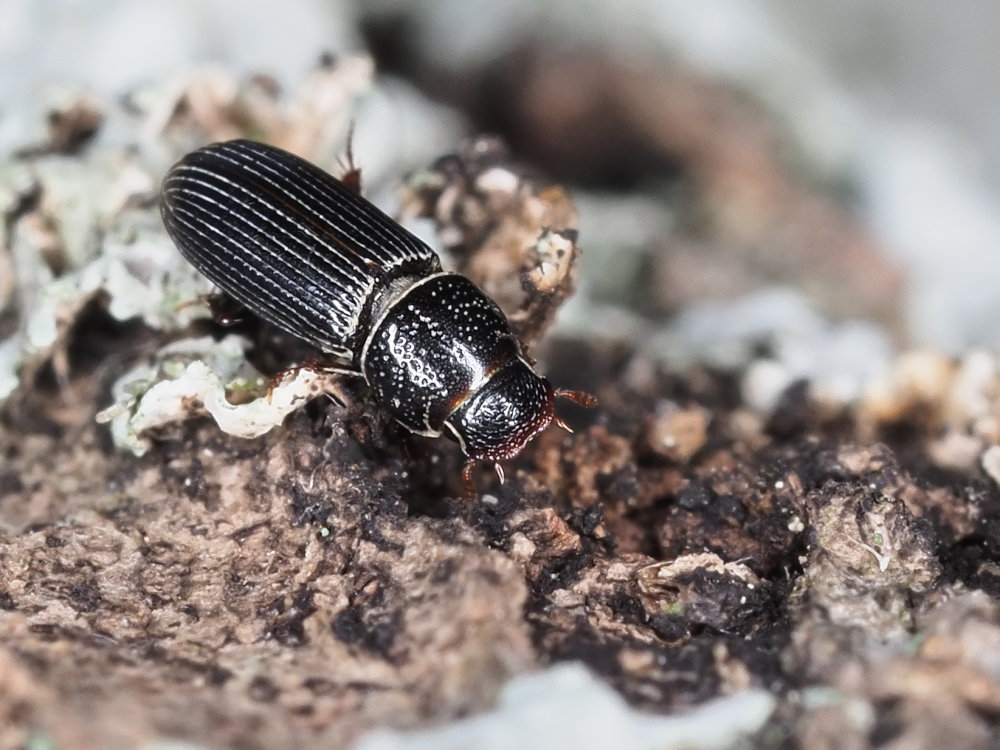 Aphodiidae: Pleurophorus caesus? S.