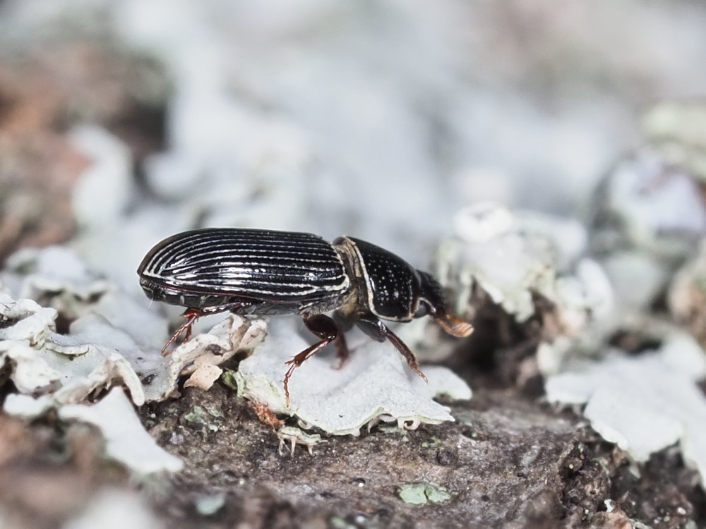 Aphodiidae: Pleurophorus caesus? S.