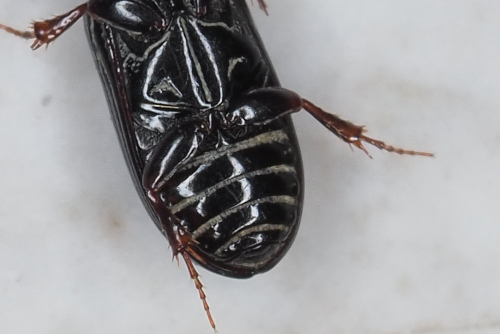 Aphodiidae: Pleurophorus caesus? S.