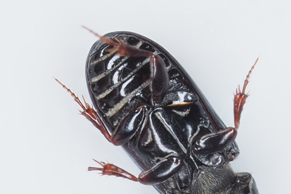 Aphodiidae: Pleurophorus caesus? S.