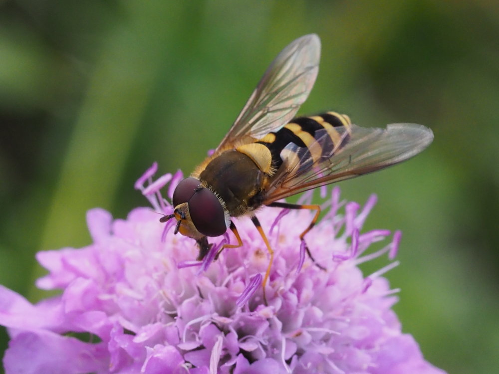 Syrphidae da identificare