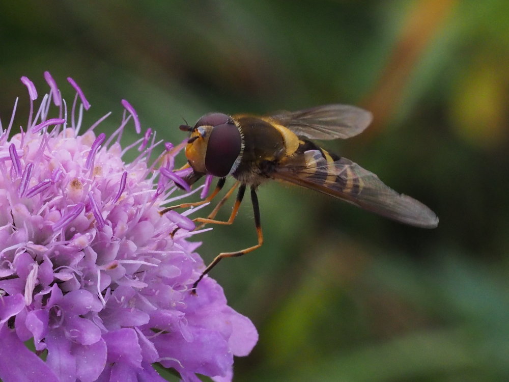 Syrphidae da identificare