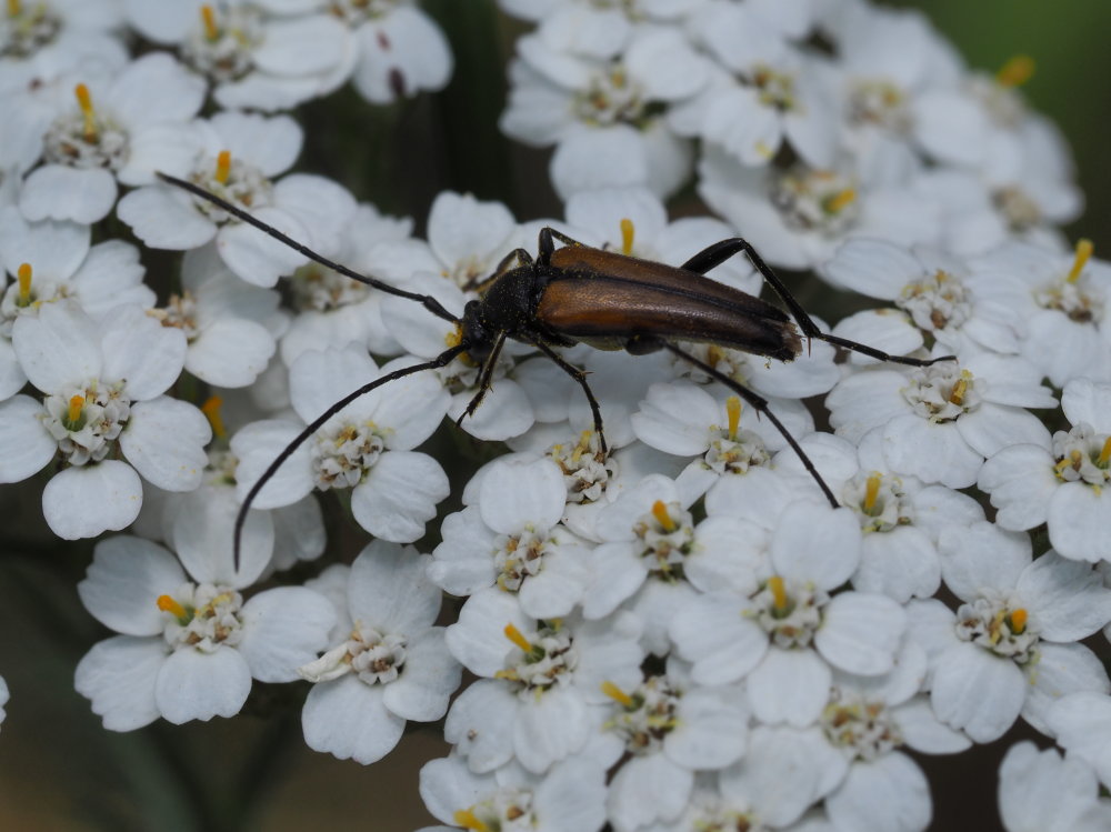 Cerambycidae: Stenurella melanura