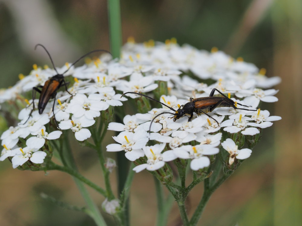 Cerambycidae: Stenurella melanura