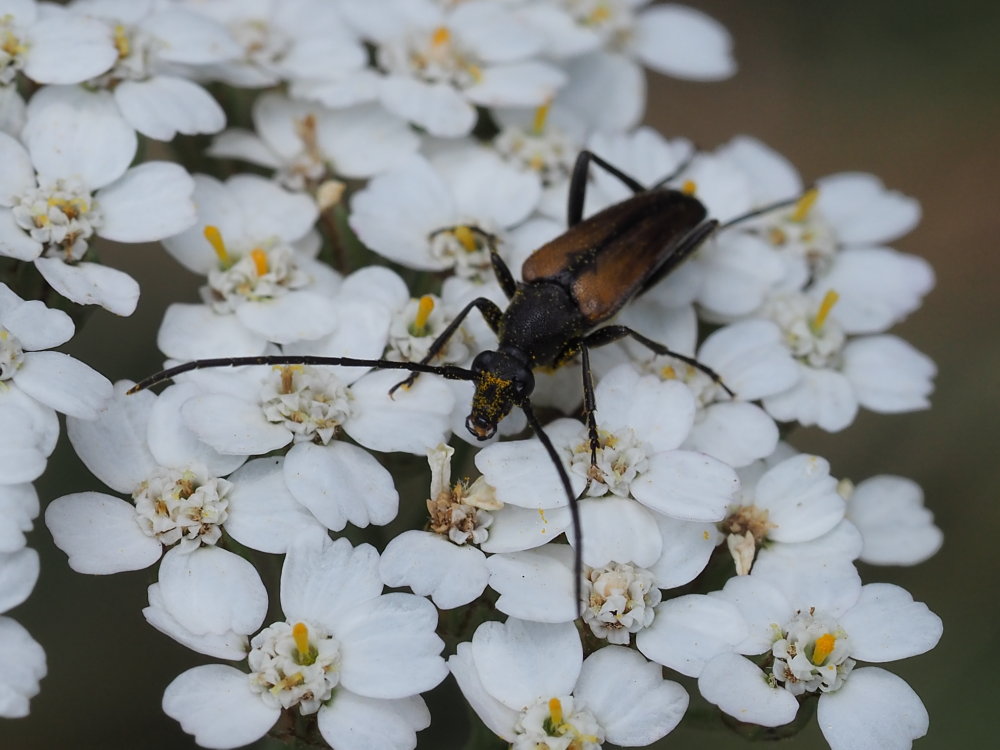 Cerambycidae: Stenurella melanura