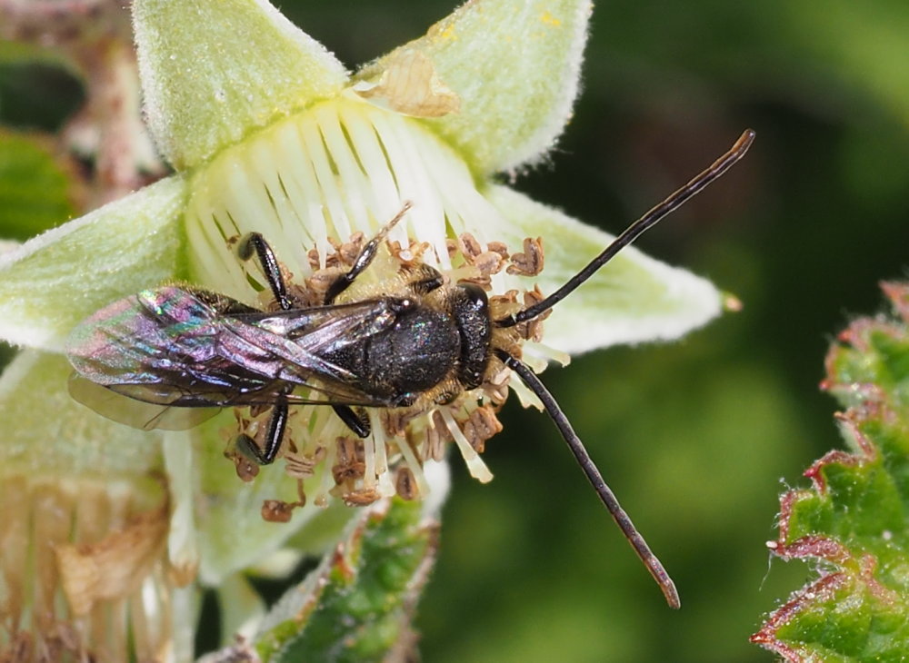 Apidae Halictinae sp., maschio