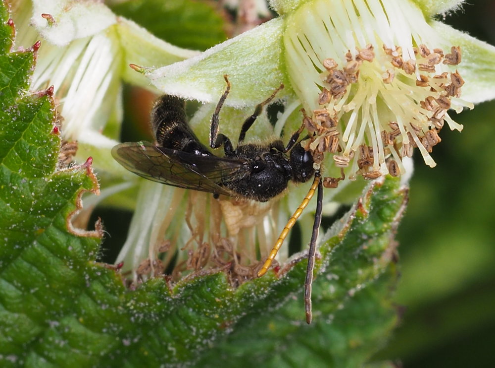 Apidae Halictinae sp., maschio