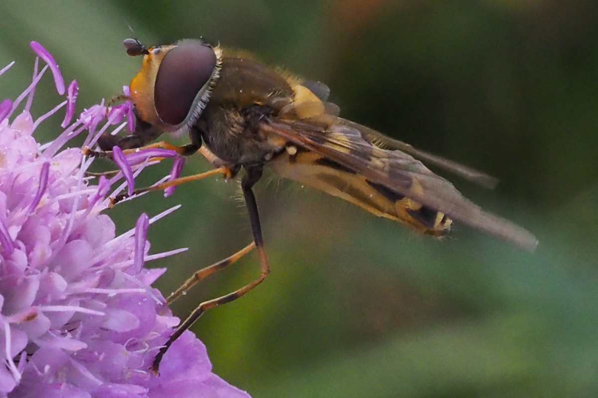 Syrphidae da identificare