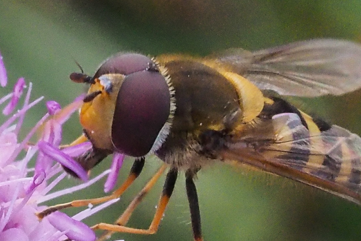 Syrphidae da identificare