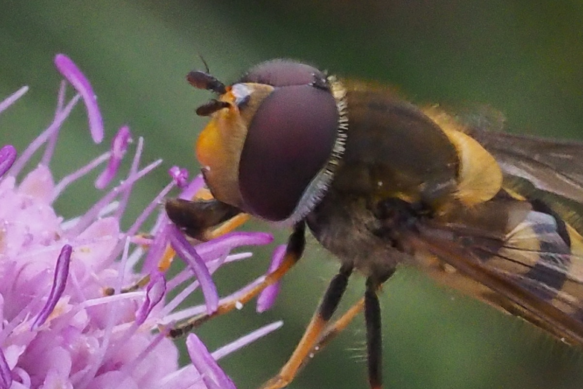 Syrphidae da identificare