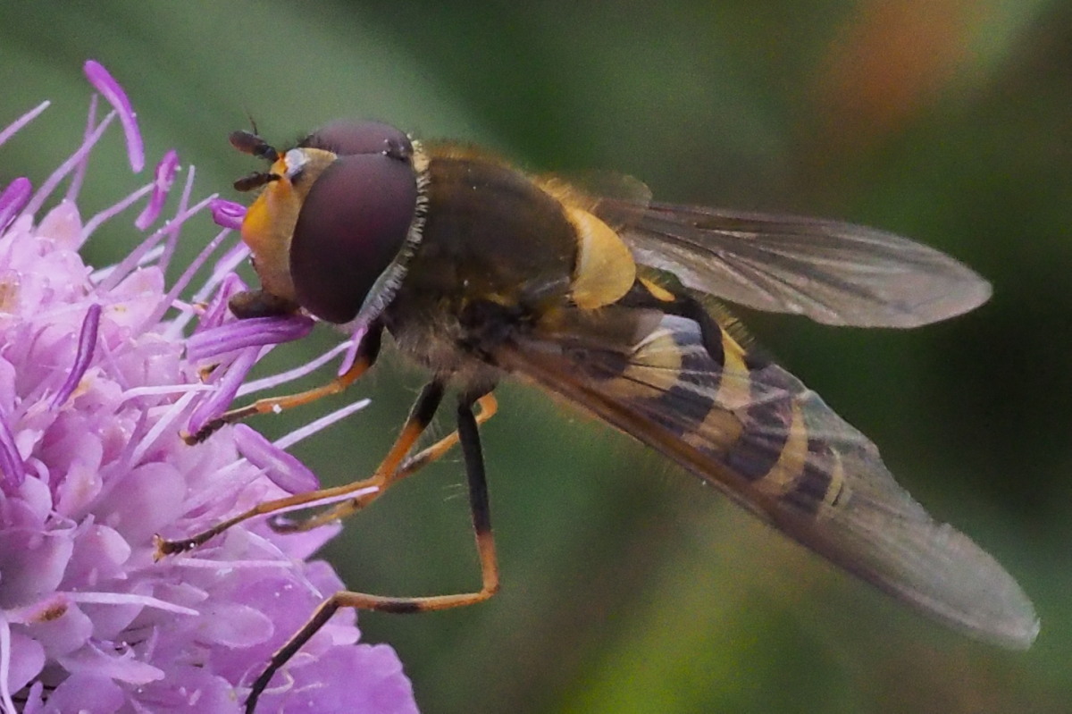 Syrphidae da identificare