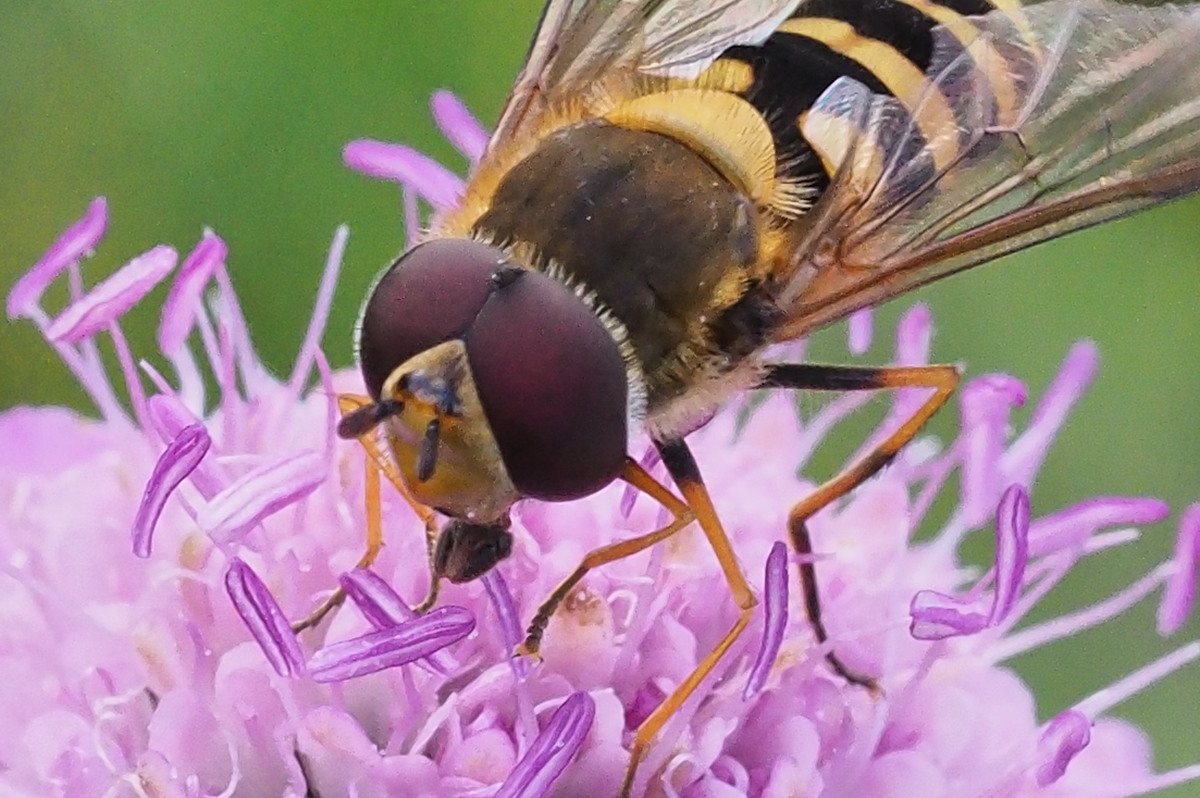 Syrphidae da identificare