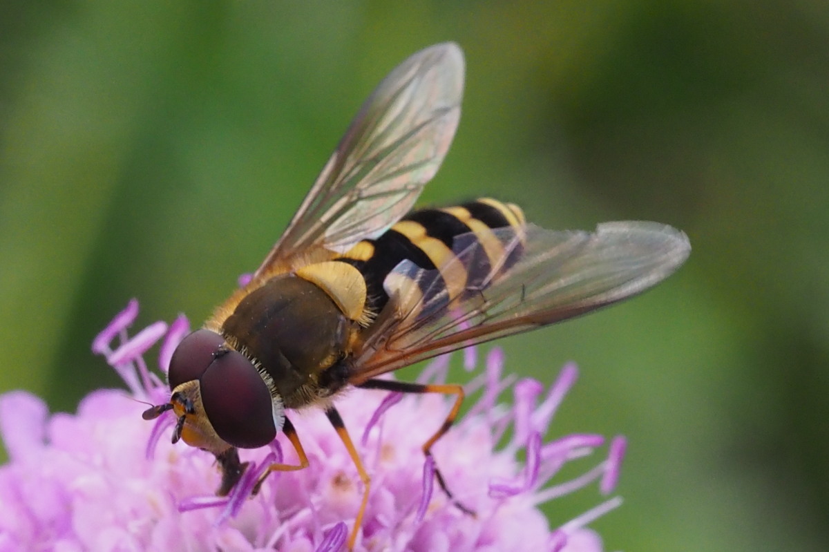 Syrphidae da identificare