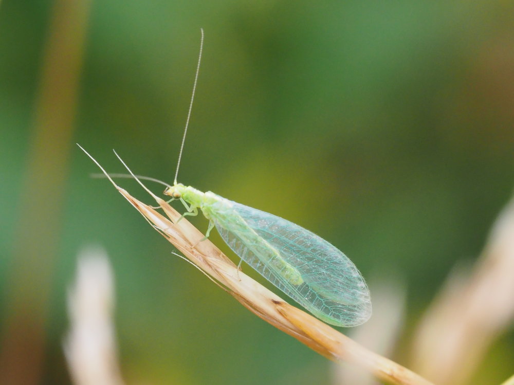 Chrysopidae alpina da identificare