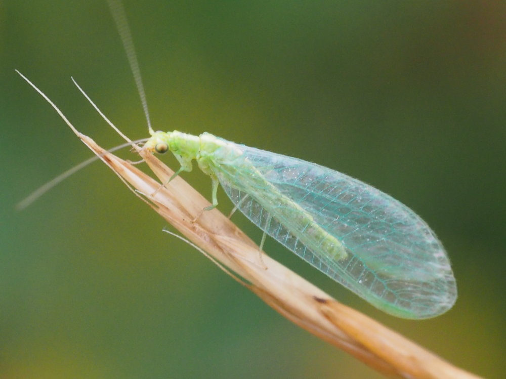 Chrysopidae alpina da identificare