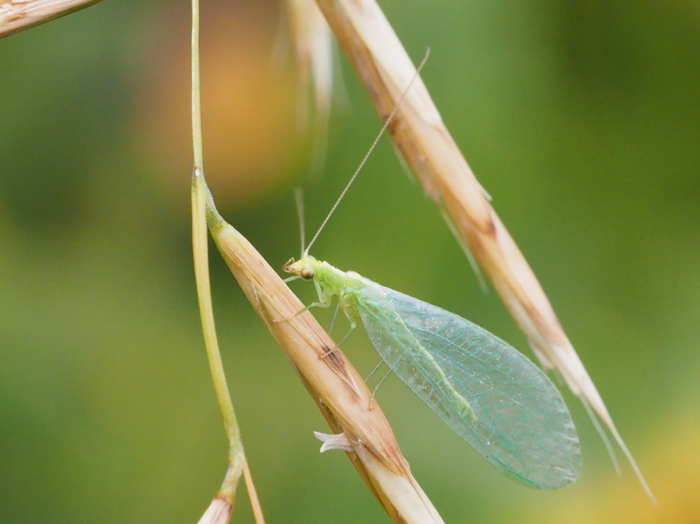 Chrysopidae alpina da identificare