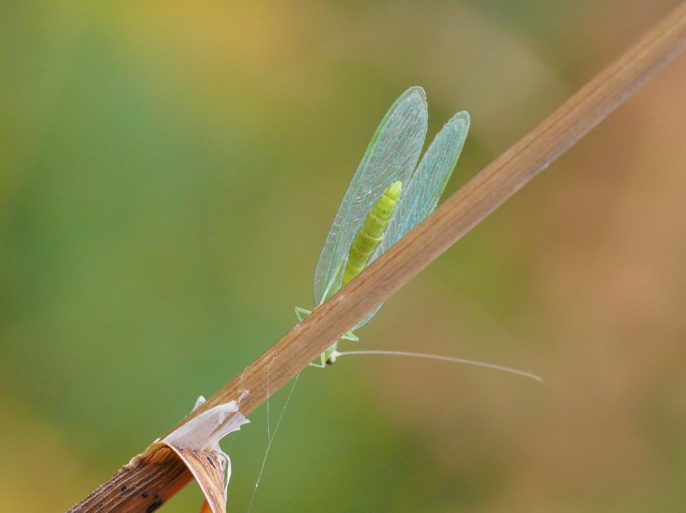 Chrysopidae alpina da identificare