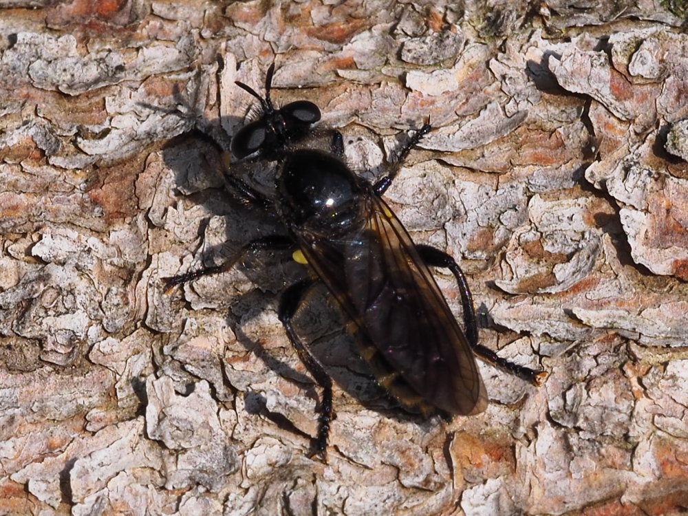 Asilidae: Choerades sp.