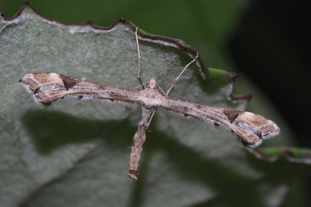 Pterophoridae: Platyptilia gonodactyla?  S !