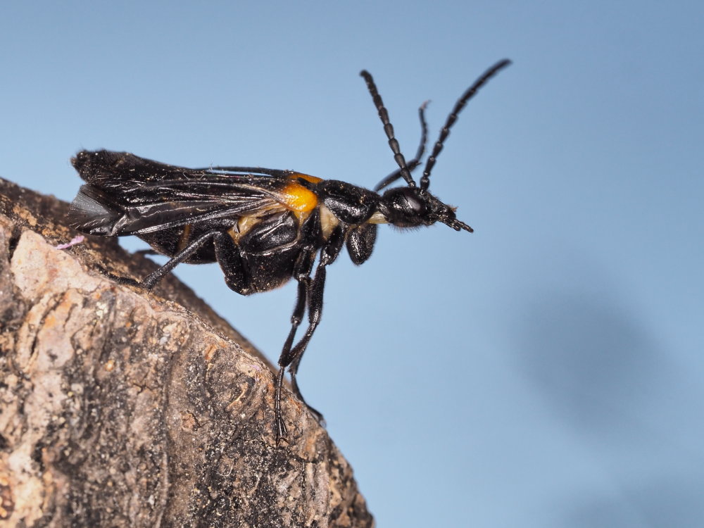 Meloidae: Sitaris muralis e sue uova?  S !