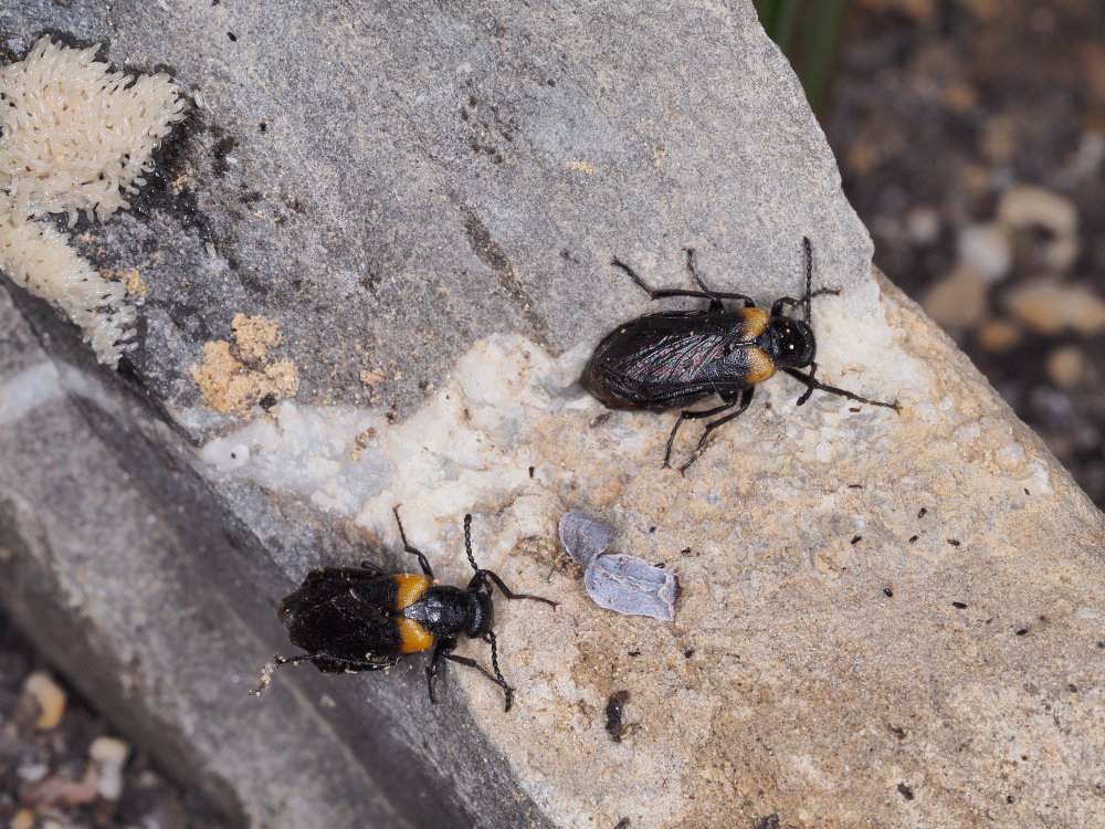 Meloidae: Sitaris muralis e sue uova?  S !