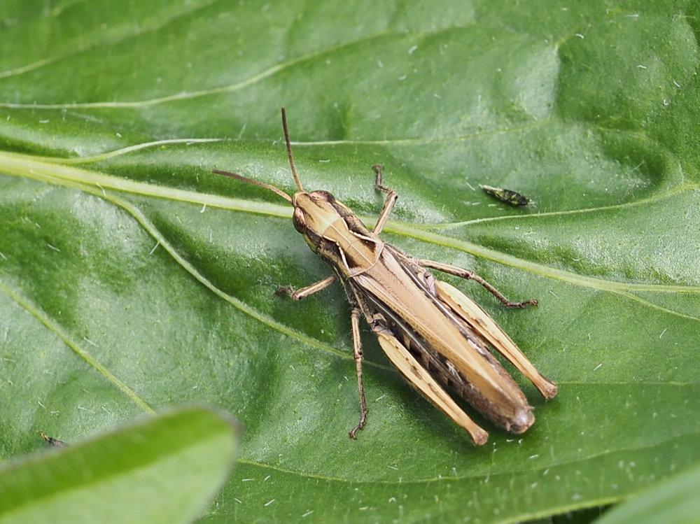 Acrididae: Glyptobothrus sp.