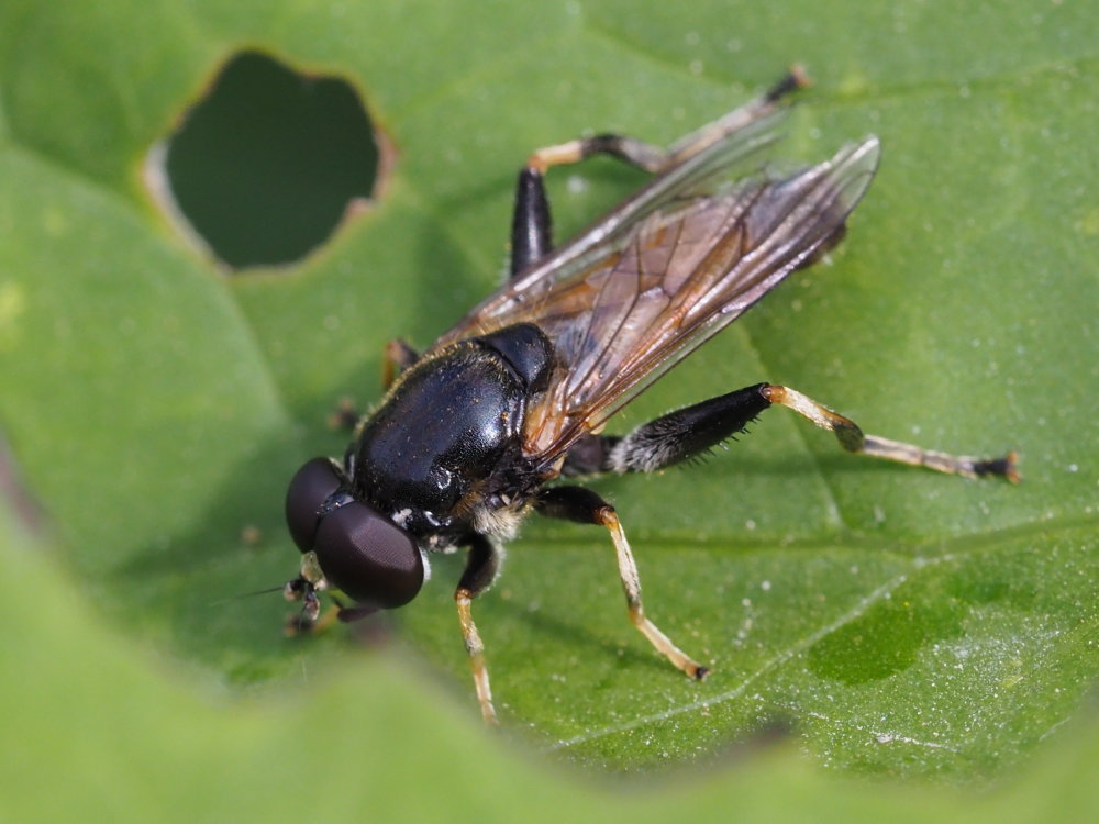 Syrphidae: cfr. Xylota segnis