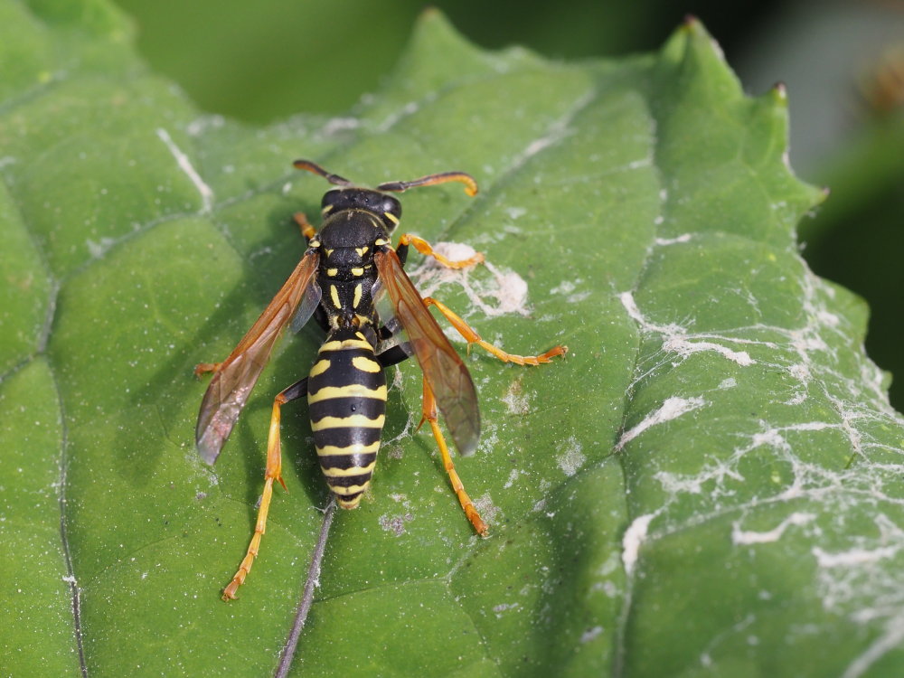 Vespidae: maschio di Polistes biglumis