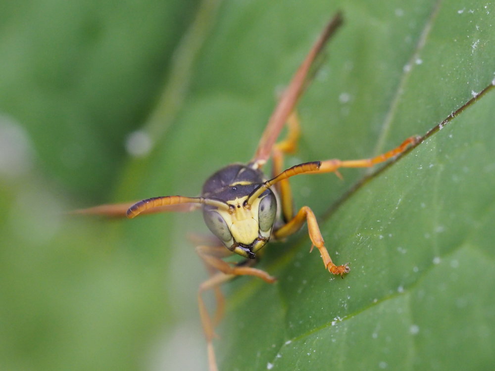 Vespidae: maschio di Polistes biglumis