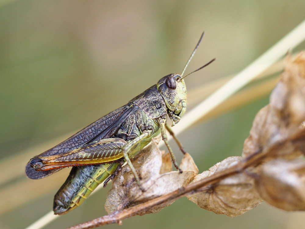 Omocestus viridulus? No, Stauroderus scalaris