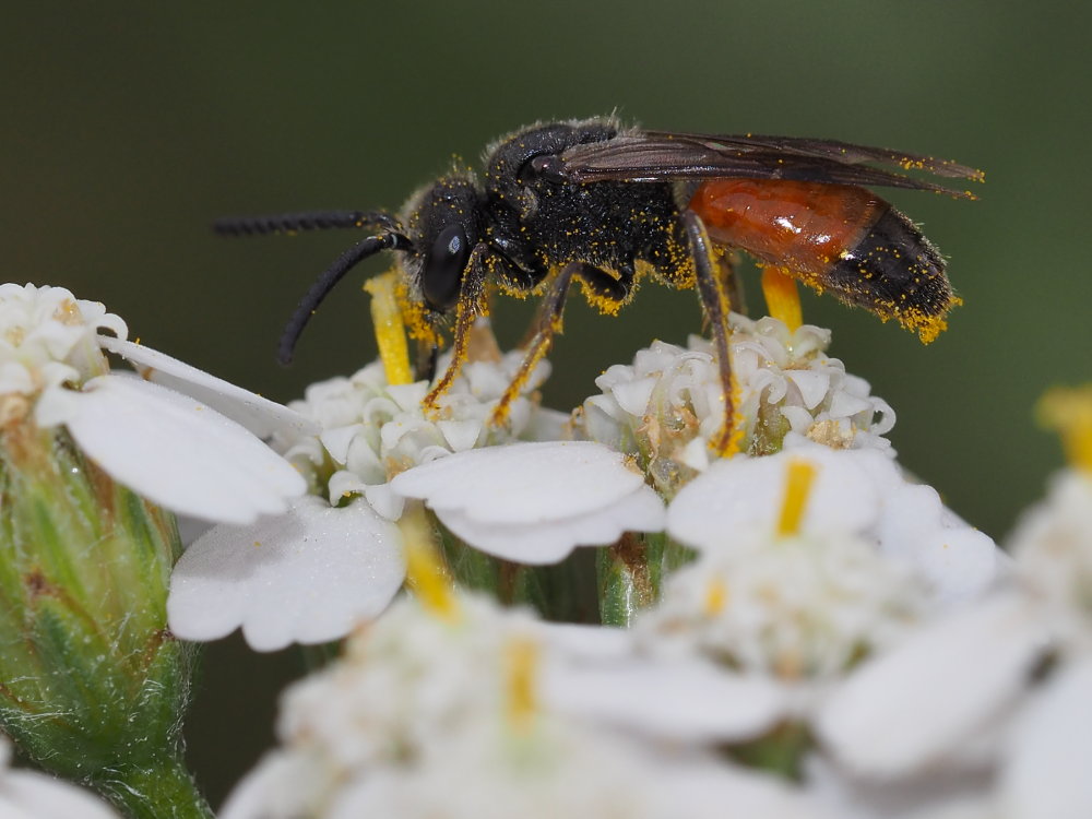 Sphecodes sp?