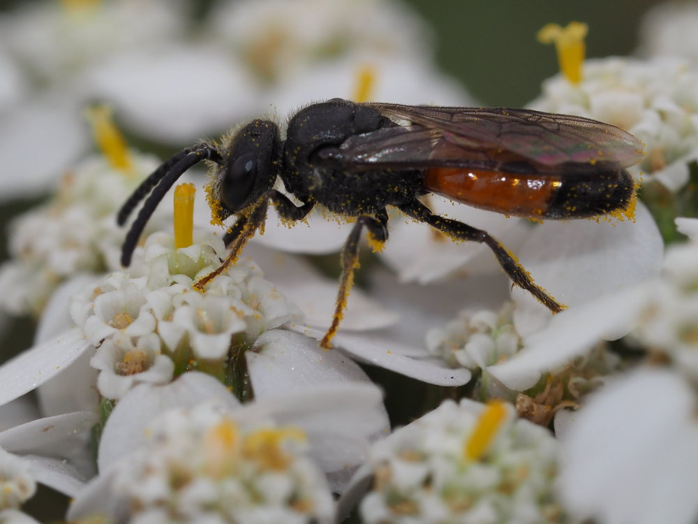 Sphecodes sp?