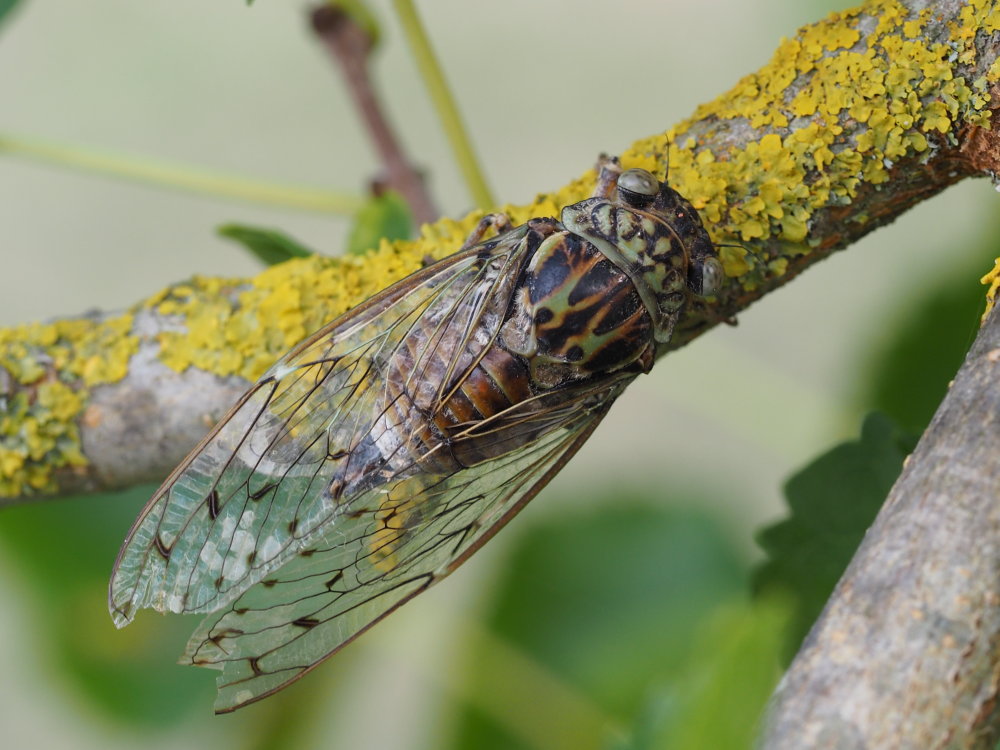 Cicadidae o Tibicinidae? Cicadidae: Cicada orni