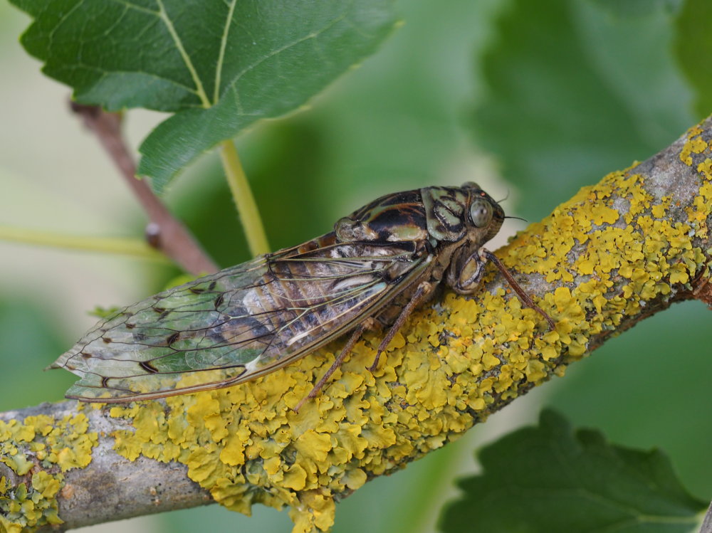 Cicadidae o Tibicinidae? Cicadidae: Cicada orni