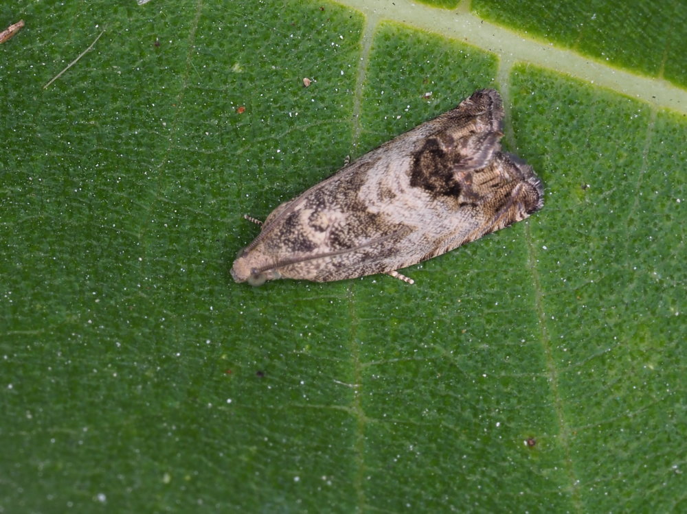 Cydia splendana - Tortricidae