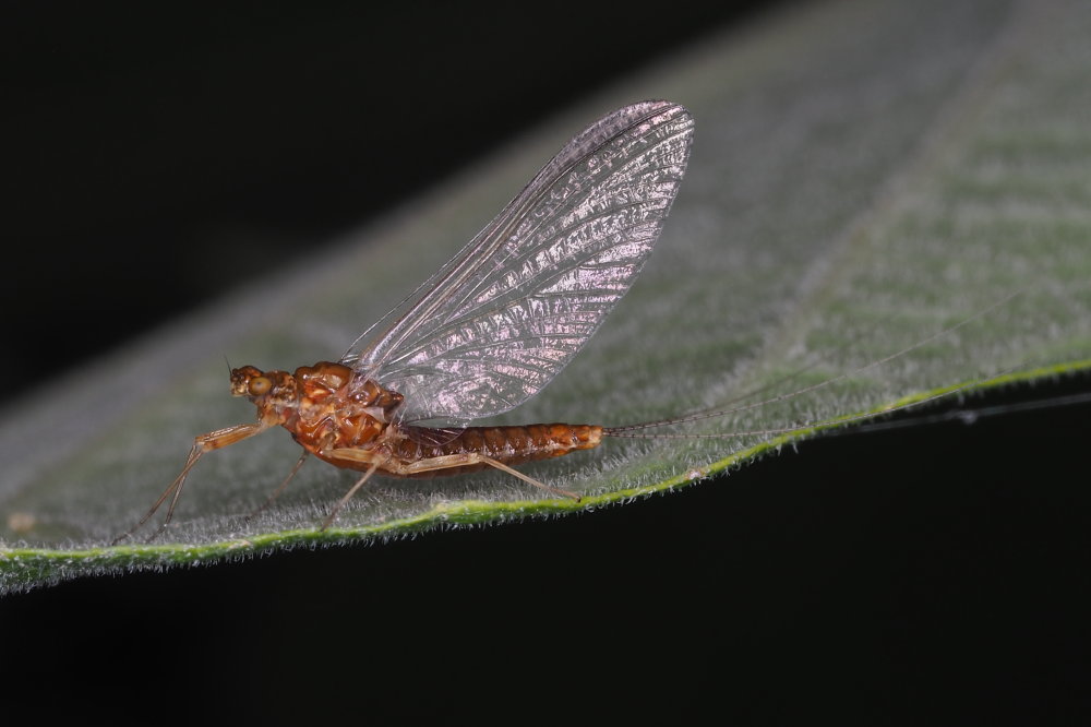 Serratella ignita (Ephemerellidae), femmina