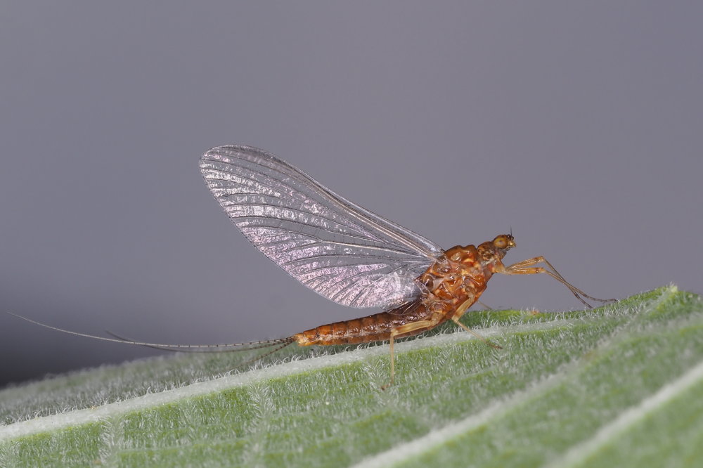 Serratella ignita (Ephemerellidae), femmina