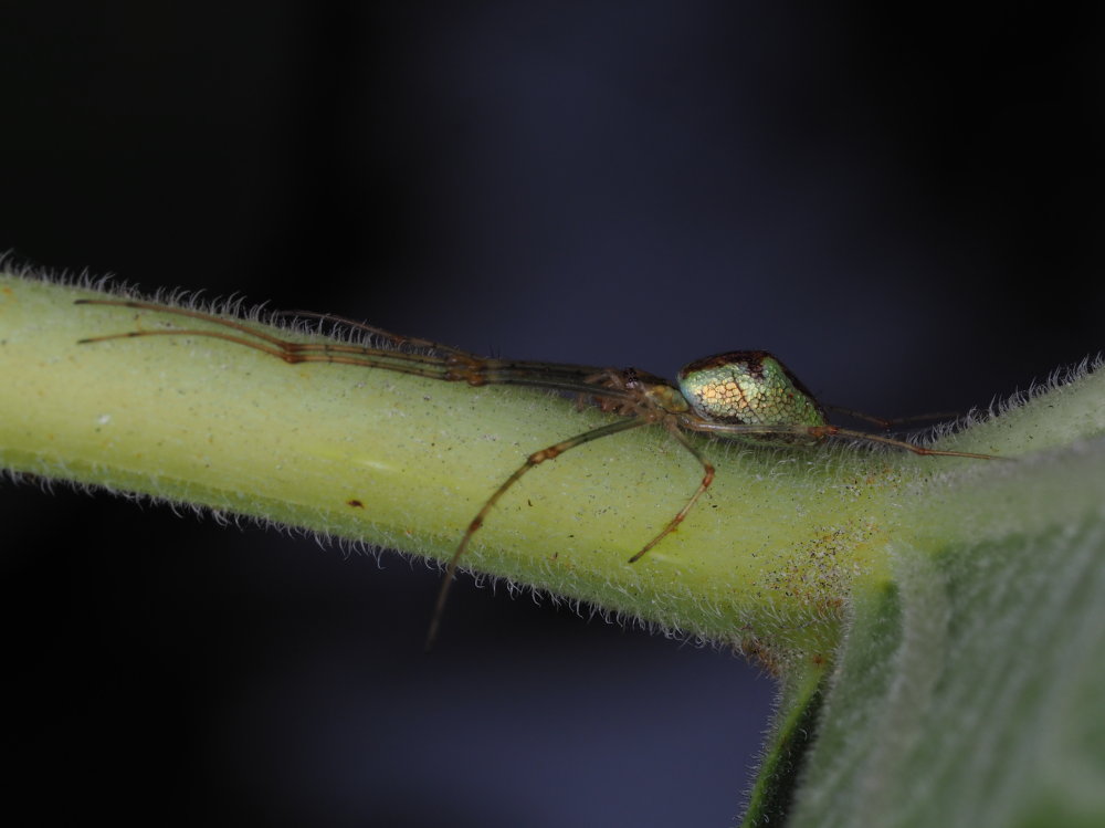 Tetragnathidae? S, Tetragnatha cfr. obtusa - Serra San Quirico (AN)