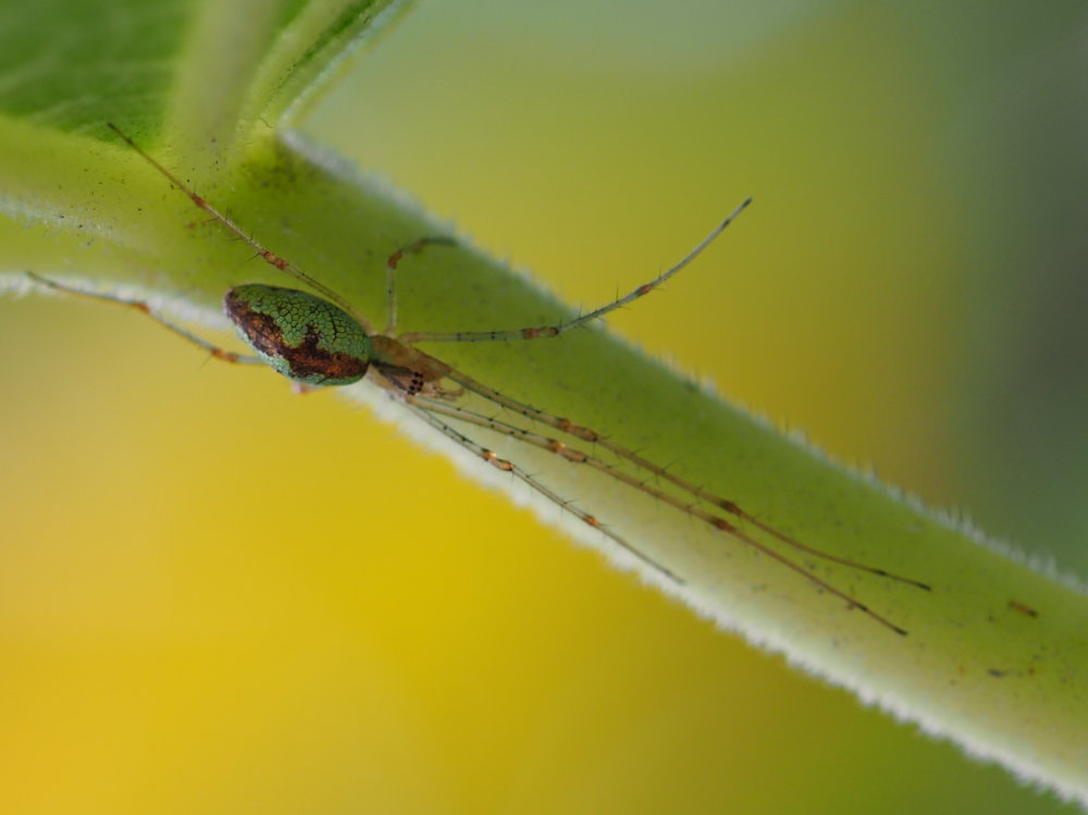 Tetragnathidae? S, Tetragnatha cfr. obtusa - Serra San Quirico (AN)