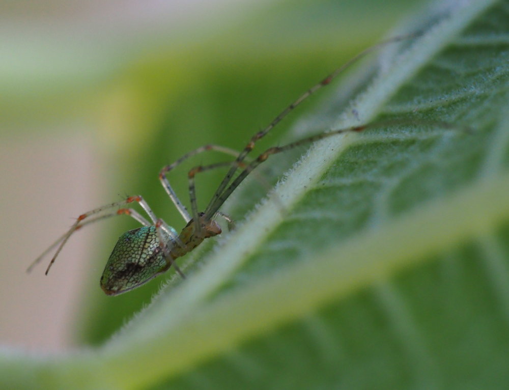 Tetragnathidae? S, Tetragnatha cfr. obtusa - Serra San Quirico (AN)