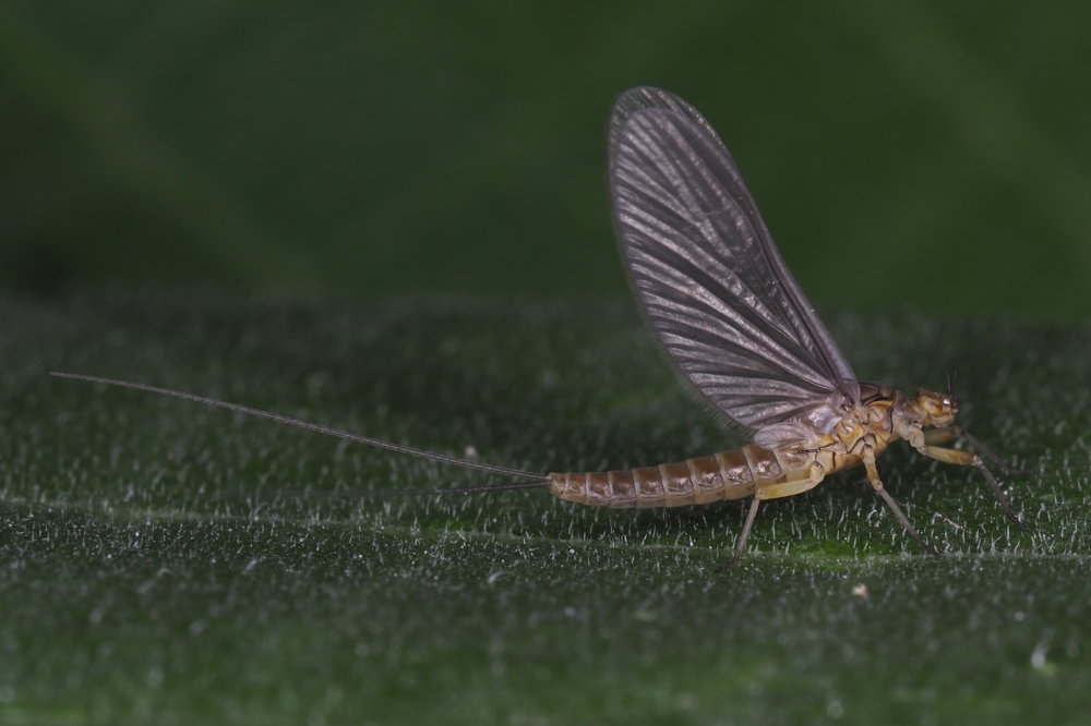 Baetis sp. (Baetidae), femmina