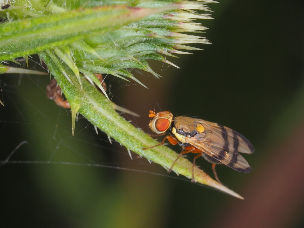 Tephritidae:  Urophora stylata?  S !